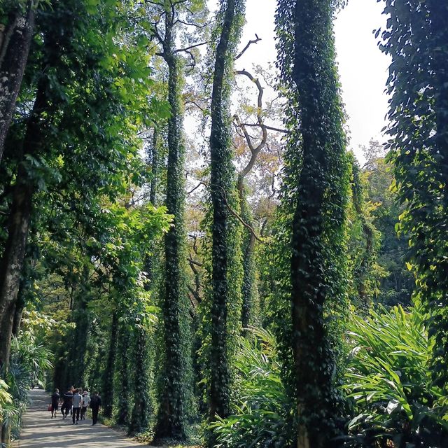 去華南植物園賞禾雀花，郊遊、露營、野餐⋯⋯