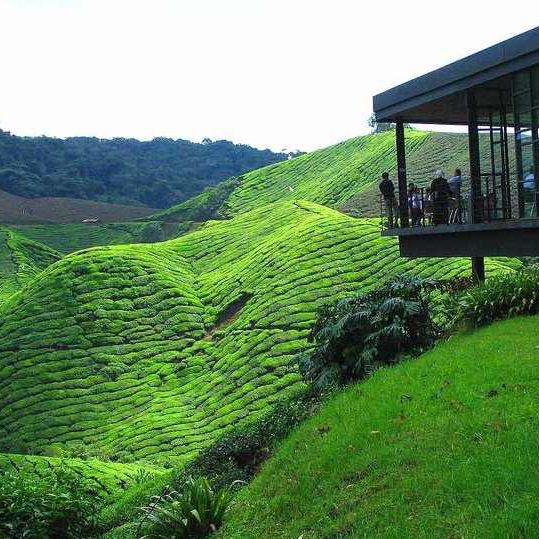 CAMERON HIGHLANDS