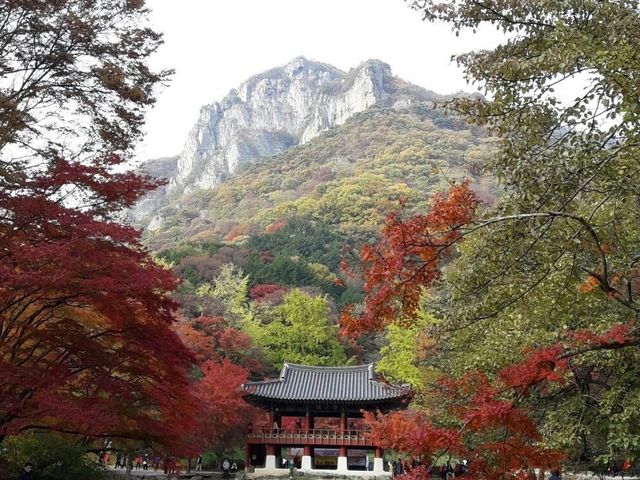 내장산 백양사