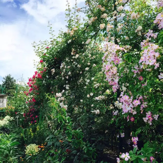 美崙美奐的（莫內花園）.巴黎非逛不可