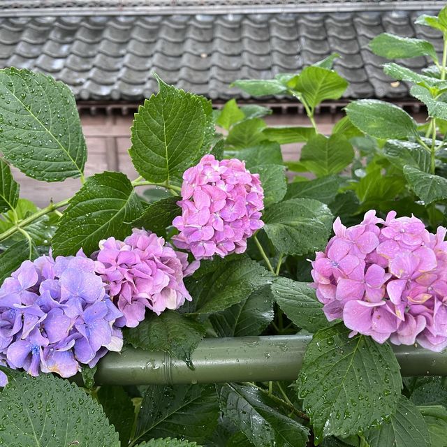【京都】藤森神社のあじさい苑