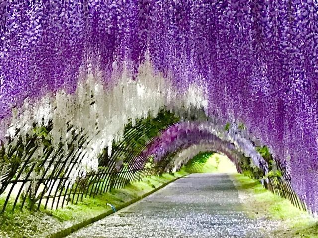 Kawachi Wisteria Garden