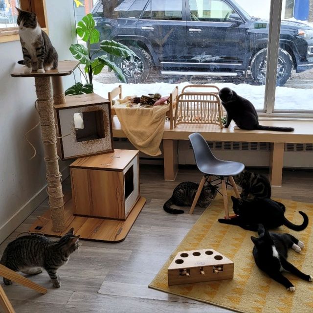 캐나다 고양이 카페 