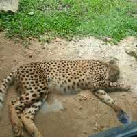 The Great Safari Experience