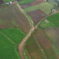 Rice Farm from Above
