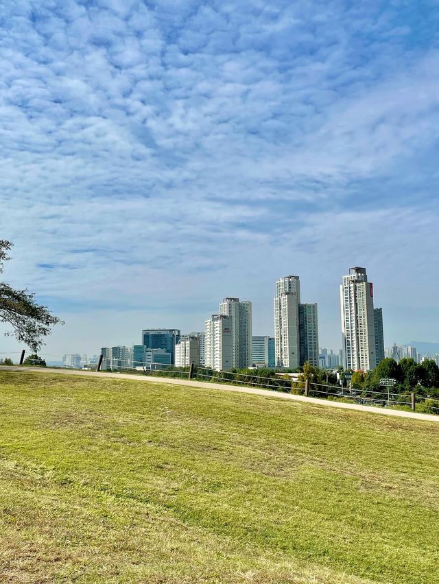 서울 올림픽공원의 메인 나홀로나무🌳 