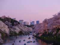 Sakura (Cherry Blossoms) in Tokyo