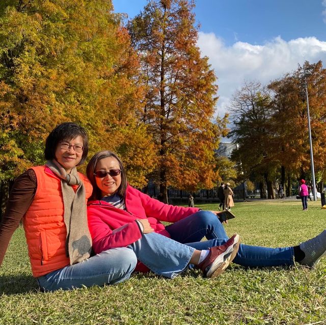 大湖公園落羽松紅了//滿滿拍照人潮