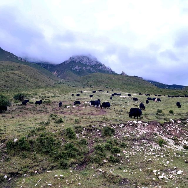 Langmusi, a slice of Tibetan life