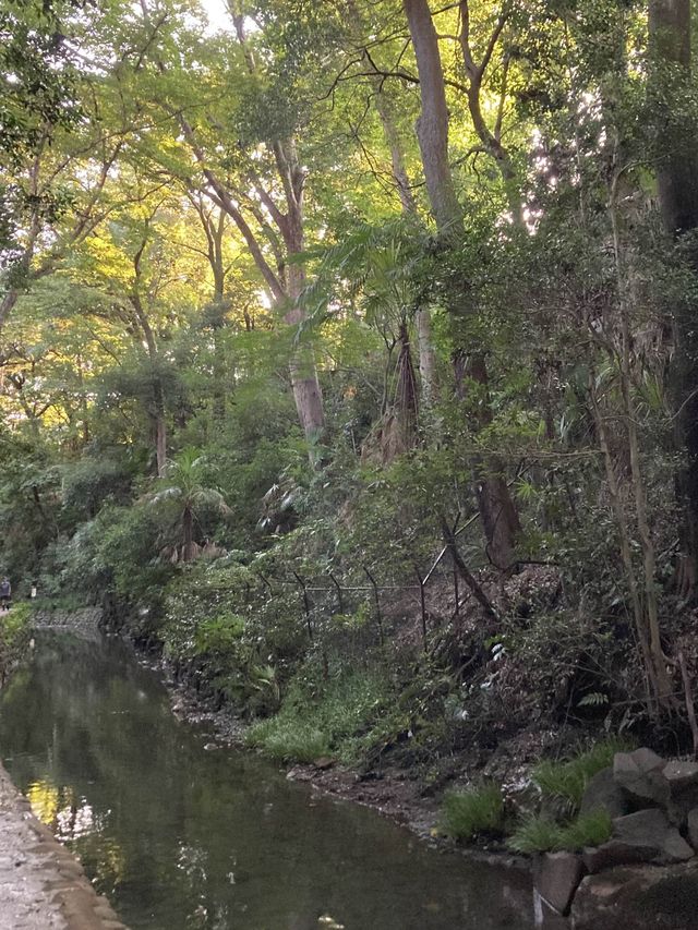 도심속 산과 계곡-도쿄 토도로키 계곡🌳