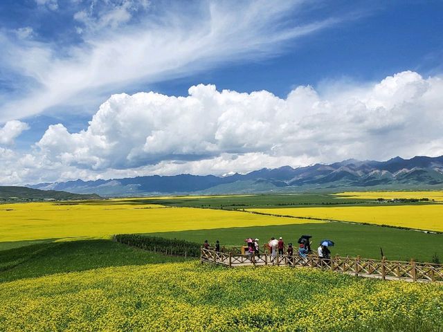 Menyuan Flower Fields (门源) - Qinghai