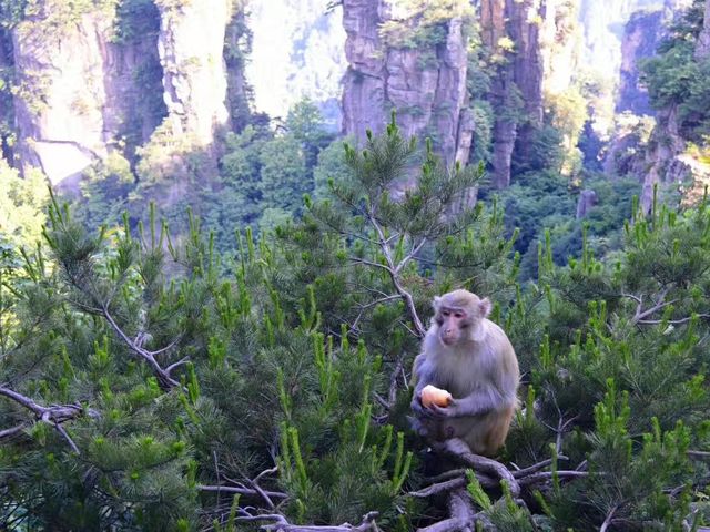 Zhangjiajie - Trip to Remember 