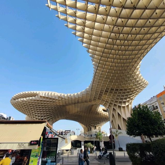 Mushrooms of Seville 