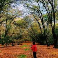 hiking at epping forest in late autumn
