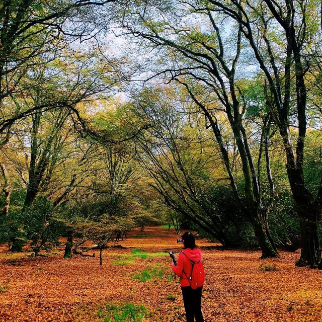hiking at epping forest in late autumn