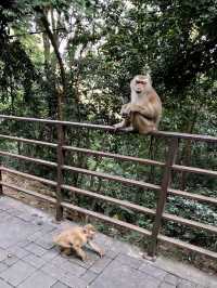 Monkey Hill - Phuket