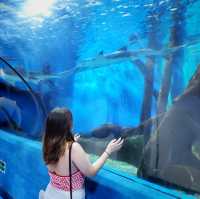 under the sea 🦀 it’s where I live……