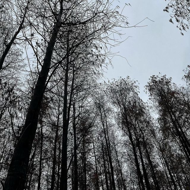 珠海斗門區的第一個溼地公園-黃楊河溼地公園
