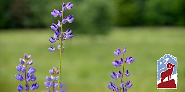 Wildflowers of Rocky Mountain National Park: Montane and Subalpine | Fall River Visitor Center