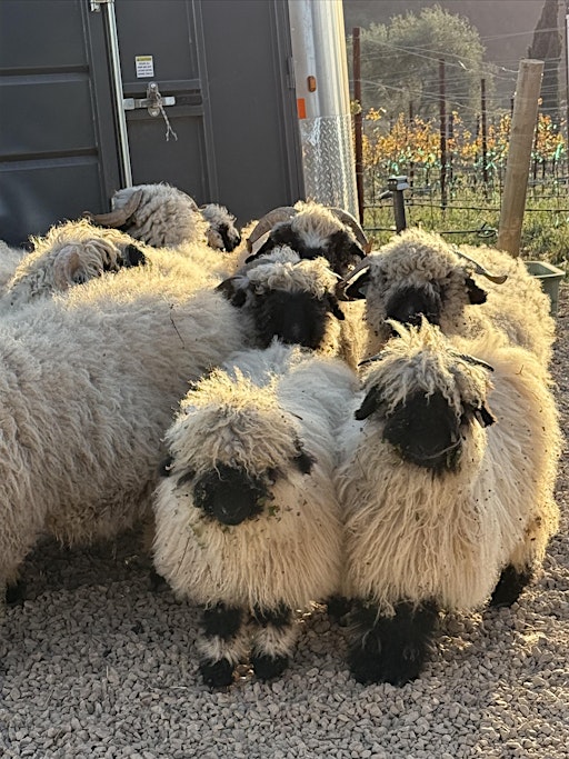 Farm Tour at Wanderment Farms | 3580 Toro Canyon Park