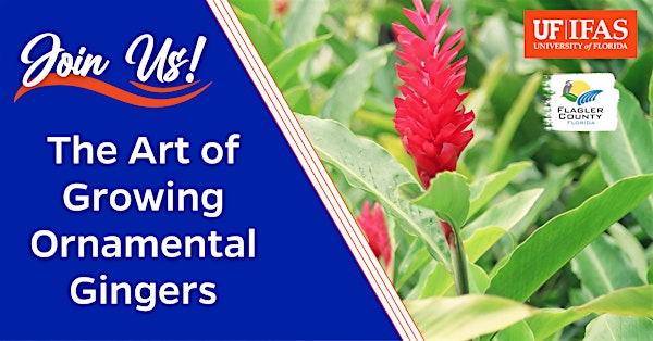 Garden Jewels: The Art of Growing Ornamental Gingers | UF/IFAS Flagler County Extension