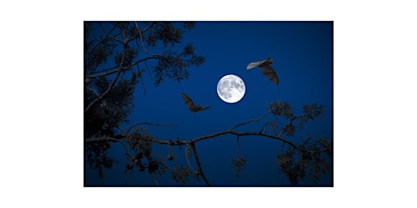 Jericho Beach Park Bat Walk! | Jericho Park