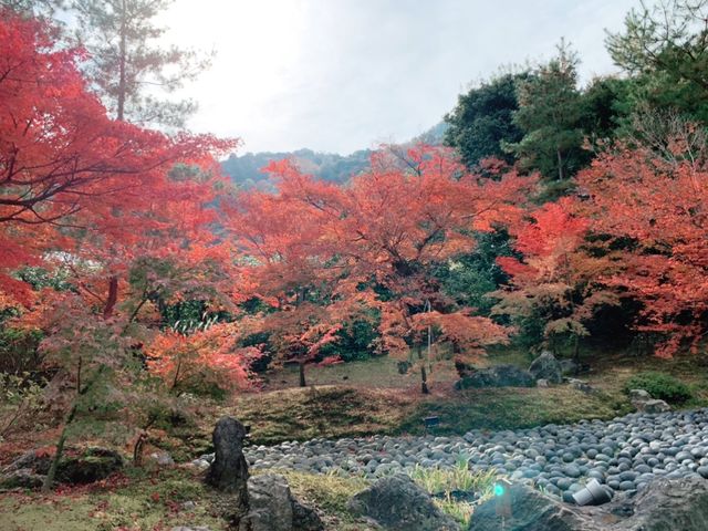 京都[紅葉めぐり]    　ー獅子吼の庭ー　宝厳院にて心を癒す