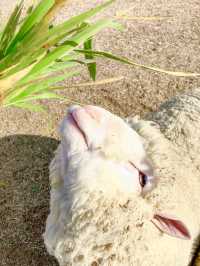 호수를 한 눈에 내려다볼 수 있는 양떼목장 ! 🐏