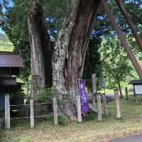 【義仲旗挙神社】巨大な欅が歴史を語る。