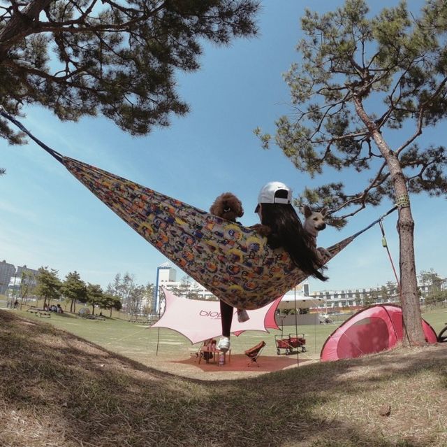 도심 속의 캠핑, ⛺️천안 신방공원에서 반려견과 즐기는 여름 소풍