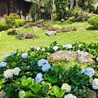 Floral Heaven in Kundasang