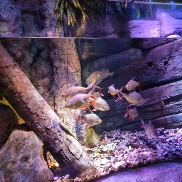 The Sealife At Legoland Malaysia