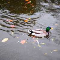 AUTUMN IN THE LARGEST PARK IN LONDON