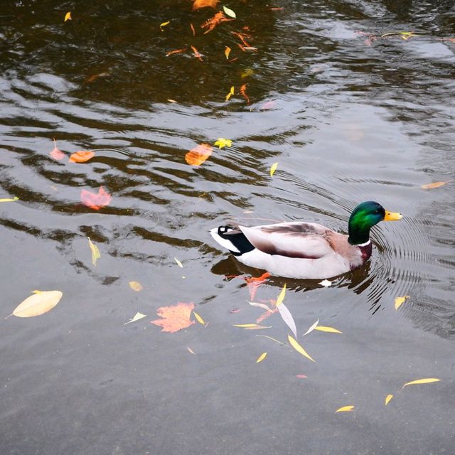 AUTUMN IN THE LARGEST PARK IN LONDON