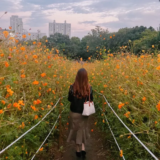 韓国/ソウル【オリンピック公園】韓国の秋🧡オレンジのコスモス畑