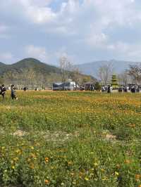 [경남/양산]국화축제에 댑싸리까지 볼 수 있는 가을의 핫플❣️