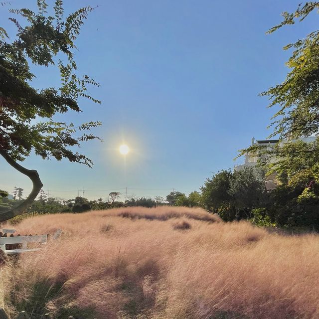 산방산 아래 꽃밭💐