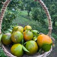 JINJU the orange farm “สวนส้มจินจู” 🍊🌳🧡🍃
