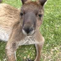 南澳必去動物園之一