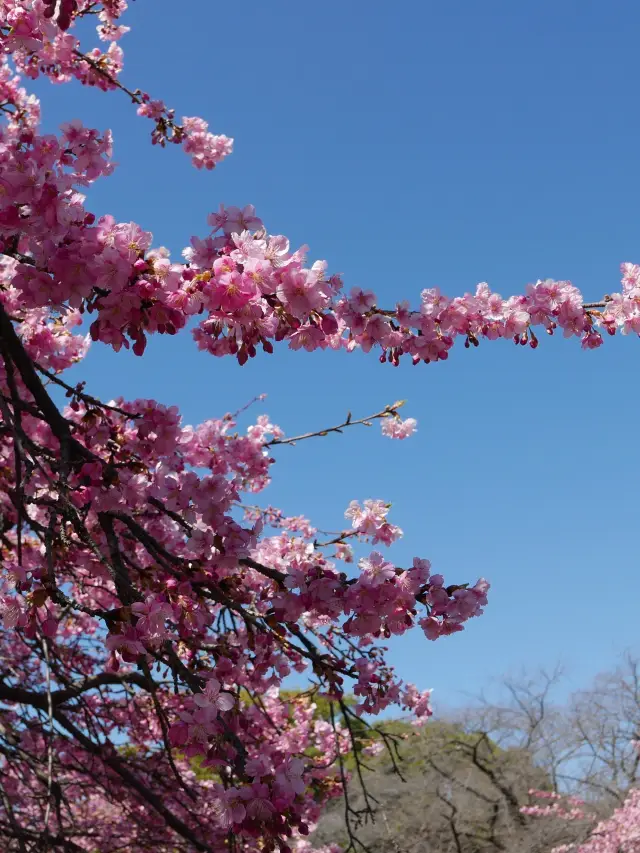 Sakura blooming earlier