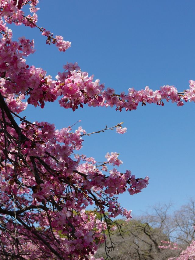 Sakura blooming earlier