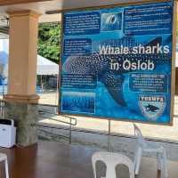 Whale Shark Watching in Oslob