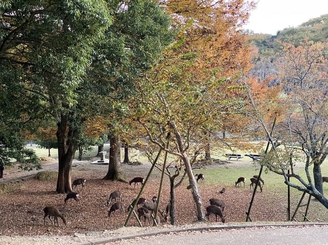 鷺池と紅葉