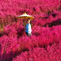 Flower Lovers. CNX | สวนดอกไม้เชียงใหม่​