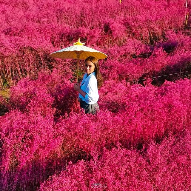 Flower Lovers. CNX | สวนดอกไม้เชียงใหม่​