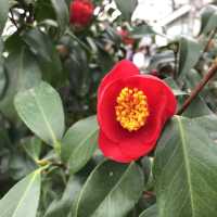[제주도 여행] 겨울에는 동백꽃 보러🌺