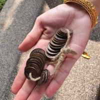 เมืองมัลลิกา ร.ศ.๑๒๔ กาญจนบุรี 
