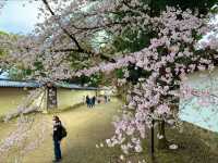 京都　SAKURA 桜めぐり❗️醍醐寺　伽藍の桜に感動❗️