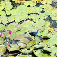 ศูนย์ศึกษาธรรมชาติ และสัตว์ป่าทะเลน้อย