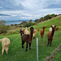 Apollo Bay Staycation